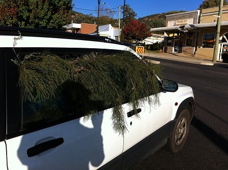 car tree and audio 