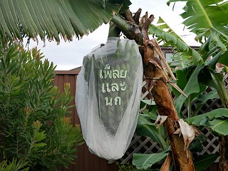 Costumes for Fruiting Trees, 2023, digital image